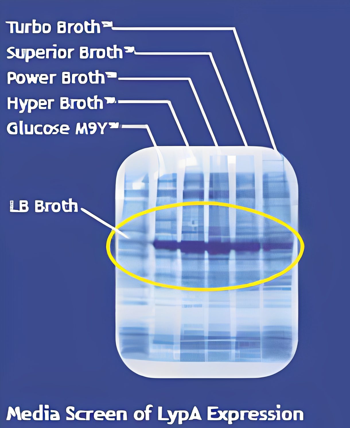 Protein expression gel with labeled broths.