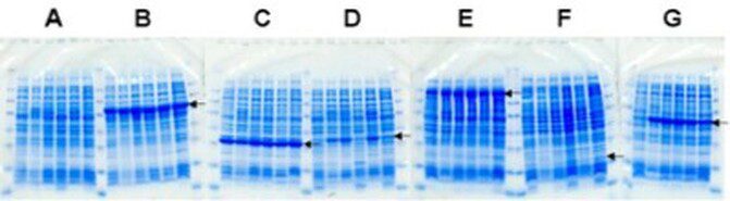 Protein gel electrophoresis with labeled lanes.