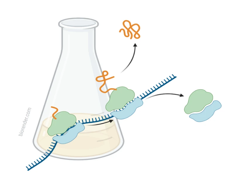 Protein synthesis process in a laboratory flask.