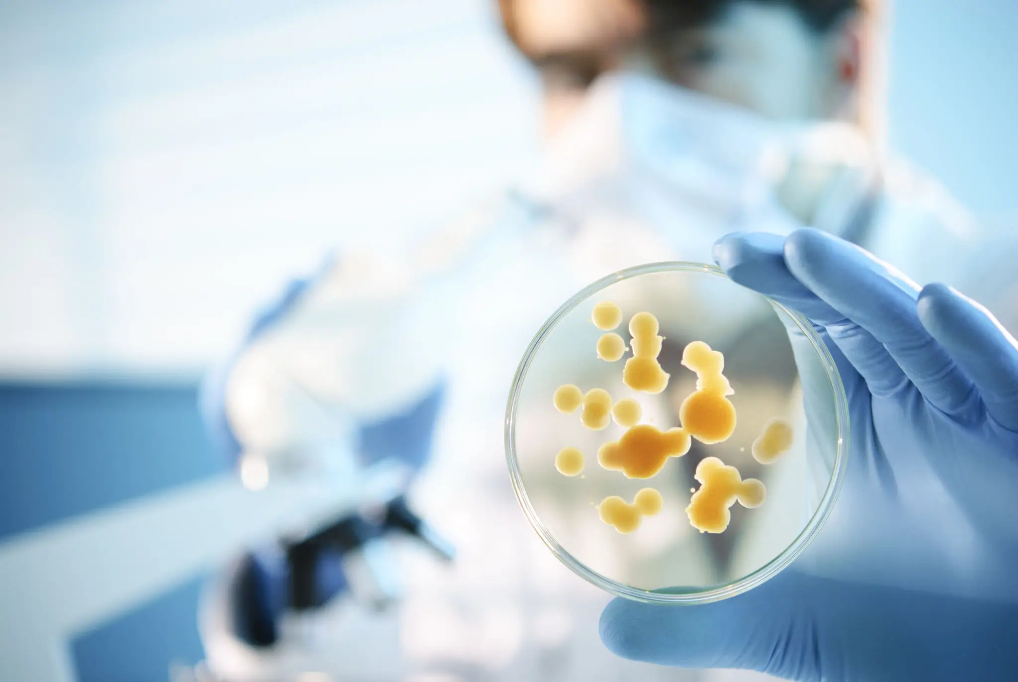 Scientist examining bacteria in petri dish.