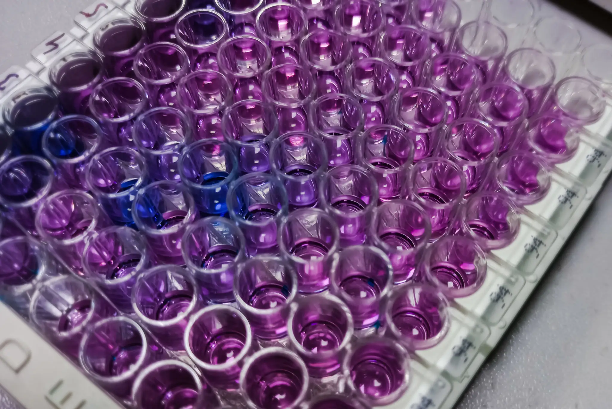 Purple liquid in microplate wells for testing.