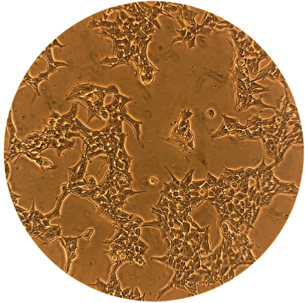 Microscopic view of intricate cell structures.